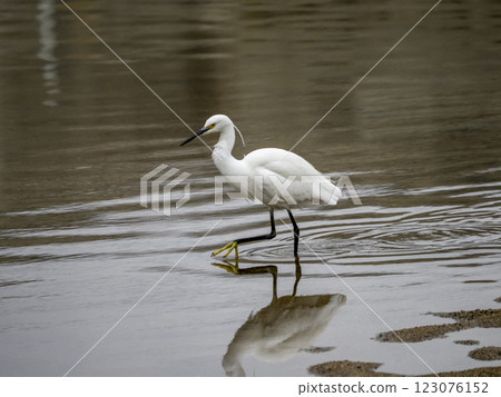 Little egret walking in the river looking for small fish 123076152