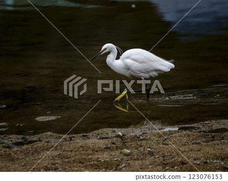 Little egret walking in the river looking for small fish 123076153