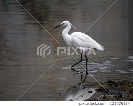 Little egret walking in the river looking for small fish 123076154