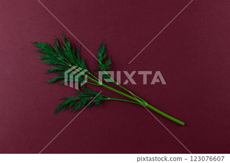 Fresh Dill Sprig on a Rich Burgundy Background: A Beautiful Composition Highlighting Nature's Culinary Herb with Vibrant Colors and Intricate Textures Fresh Dill Sprig on a Rich Burgundy Background: A Beautiful Composition Highlighting Nature's Culinary Herb with Vibrant Colors and Intricate Textures 123076607