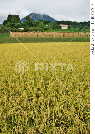 Golden rice fields and Mt. Daisen (Hoki Town, Saiki District) Golden rice fields and Mt. Daisen (Hoki Town, Saiki District) 123076709