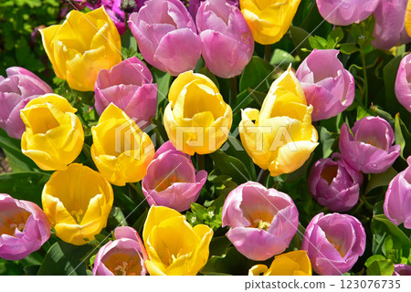 Yellow tulip 123076735