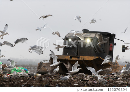 Machinery working on waste in landfill, refuse collection with bulldozer, a lots of birds 123076894