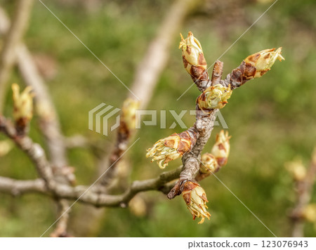 New buds of a pear tree with green sepals in the spring orchard. New buds of a pear tree with green sepals in the spring orchard. 123076943