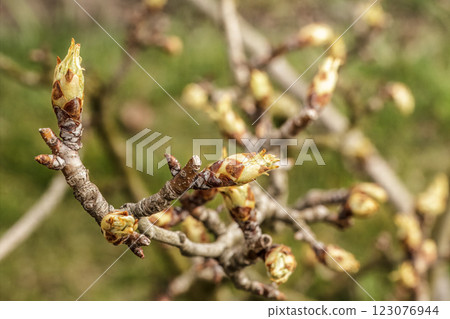 New buds of a pear tree with green sepals in the spring orchard. New buds of a pear tree with green sepals in the spring orchard. 123076944