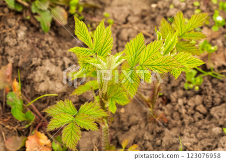 New leaves of a raspberry bush growing in the spring garden. New leaves of a raspberry bush growing in the spring garden. 123076958