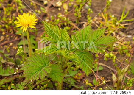New leaves of a raspberry bush growing in the spring garden. New leaves of a raspberry bush growing in the spring garden. 123076959