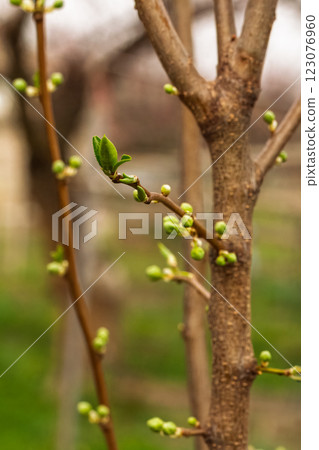 New buds of a plum tree with green sepals in the spring orchard. New buds of a plum tree with green sepals in the spring orchard. 123076960