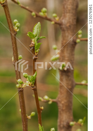 New buds of a plum tree with green sepals in the spring orchard. New buds of a plum tree with green sepals in the spring orchard. 123076961