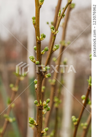 New buds of a plum tree with green sepals in the spring orchard. New buds of a plum tree with green sepals in the spring orchard. 123076962