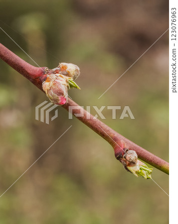 New buds of a vine with green sepals in the spring vineyard. New buds of a vine with green sepals in the spring vineyard. 123076963