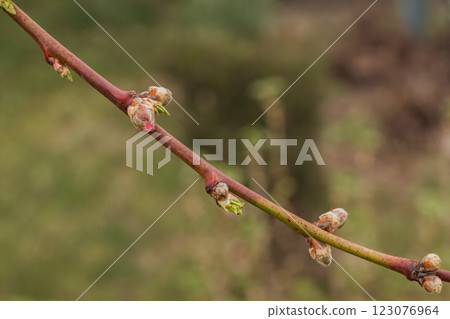 New buds of a vine with green sepals in the spring vineyard. New buds of a vine with green sepals in the spring vineyard. 123076964