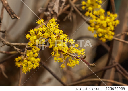 Branches of a cornel tree in bloom during early springtime. Branches of a cornel tree in bloom during early springtime. 123076969
