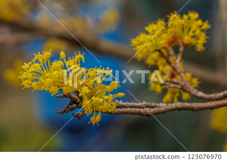 Branches of a cornel tree in bloom during early springtime. Branches of a cornel tree in bloom during early springtime. 123076970