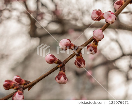 Branches of an apricot tree with pink buds Branches of an apricot tree with pink buds 123076971