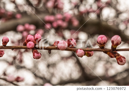 Branches of an apricot tree with pink buds Branches of an apricot tree with pink buds 123076972
