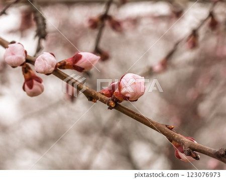 Branches of an apricot tree with pink buds Branches of an apricot tree with pink buds 123076973
