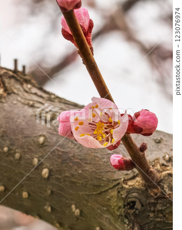 Branches of an apricot tree with pink buds Branches of an apricot tree with pink buds 123076974