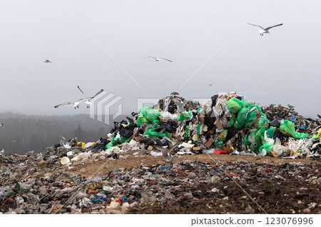 Flock of seagulls flying over landfill 123076996