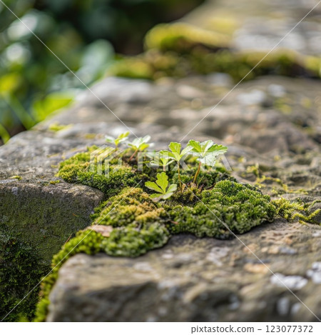 Young Green Plants Growing Among Moss on a Stone Surface in Nature Young Green Plants Growing Among Moss on a Stone Surface in Nature 123077372