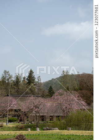 遠野市一棟被盛開的櫻花包圍的日本老房子 遠野市一棟被盛開的櫻花包圍的日本老房子 123077681