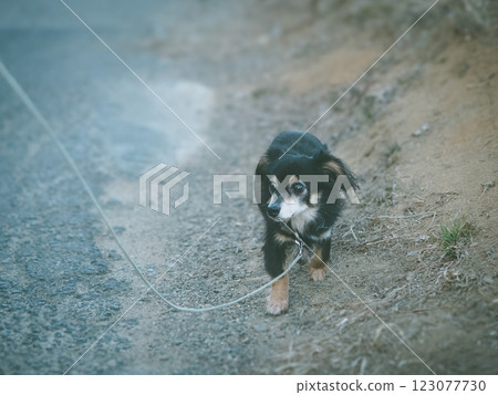 Chihuahua walking timidly 123077730