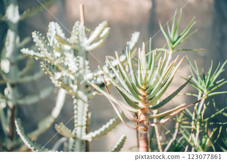 Aloe image 123077861