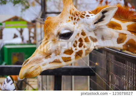 Giraffes at North Safari Sapporo 123078027