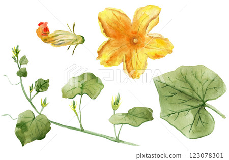 Watercolor drawing of a plant - pumpkin set: flower, leaf 123078301