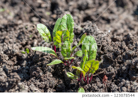 Young green beetroot plans on a path in the vegetable garden 123078544