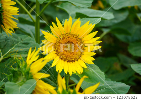 向日葵桑（北龍向日葵村） 123078622