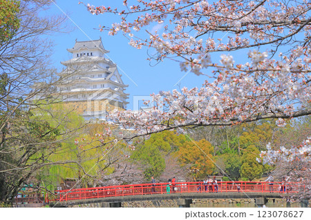 Cherry blossoms starting to bloom and Himeji Castle in Himeji, Hyogo Prefecture Cherry blossoms starting to bloom and Himeji Castle in Himeji, Hyogo Prefecture 123078627