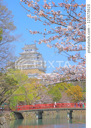 Cherry blossoms starting to bloom and Himeji Castle in Himeji, Hyogo Prefecture Cherry blossoms starting to bloom and Himeji Castle in Himeji, Hyogo Prefecture 123078628