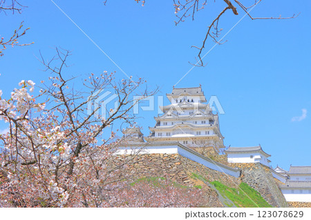 兵庫縣姬路市櫻花初開和姬路城風光 123078629