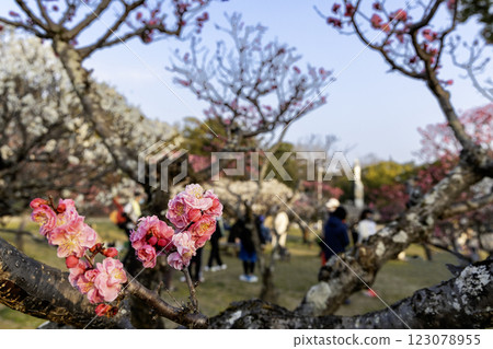 People enjoying spring in the plum orchard - 3 123078955