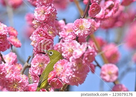 A white-eye on a red plum blossom in full bloom (spring image) (heartwarming image) 123079176