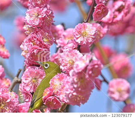 A white-eye on a red plum blossom in full bloom (spring image) (heartwarming image) 123079177