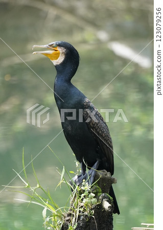 A cormorant 123079256