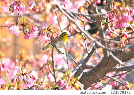 吸引了河津櫻花花蜜的白眼 123079372