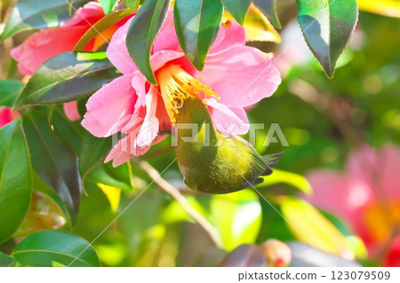 A Japanese white-eye comes to drink nectar from a camellia 123079509