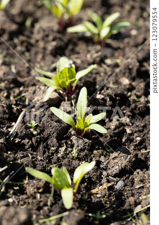Young green beetroot plans on a path in the vegetable garden Young green beetroot plans on a path in the vegetable garden 123079554