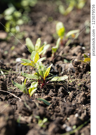 Young green beetroot plans on a path in the vegetable garden 123079556