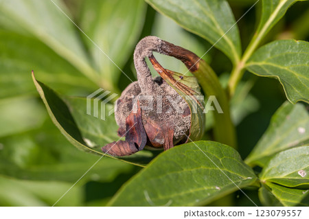 The gray rot on a peony bud 123079557