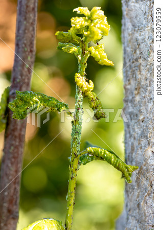 aphid on a young plum shoot 123079559