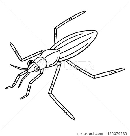 Insect Water Striders Animal Isolated Coloring  123079583