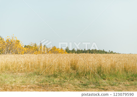Barley in the golden yellow farm Barley in the golden yellow farm 123079590