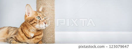 Bengal cat resting on scratching post. Bengal cat resting on scratching post. 123079647
