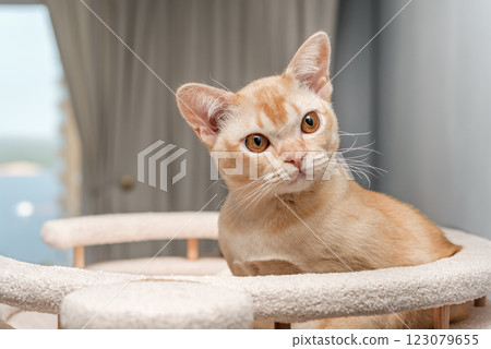 Burmese cat on a scratching post. Burmese cat on a scratching post. 123079655