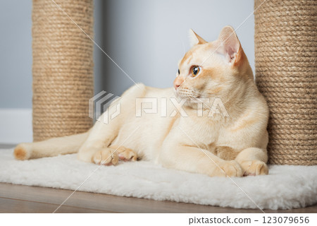 Burmese cat resting on scratching post. Burmese cat resting on scratching post. 123079656