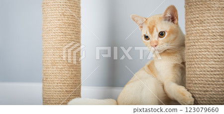 Burmese cat resting on scratching post. 123079660